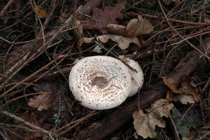 Agaricus impudicus 1 - IMG_2219